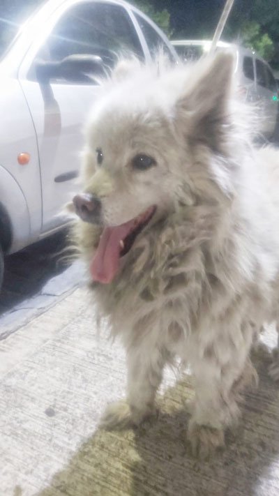 Avena: Abandono y desidia