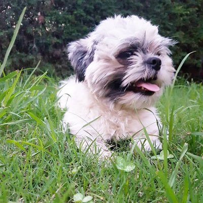 Mierdita: Abandonado al nacer