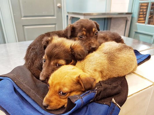Hiena, León y Lucy