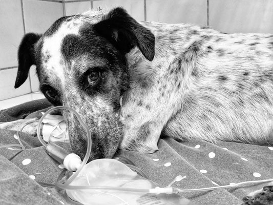 Cholo: el que abandona no tiene premio