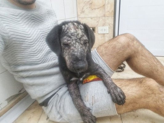 en la veterinaria