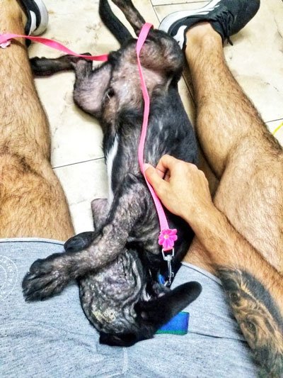 en la veterinaria