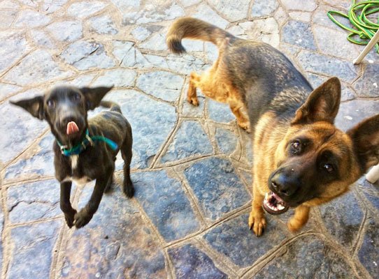 Amador y Boris