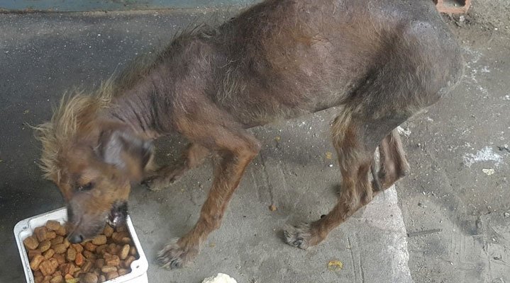 Coca y Gise: unidas para sanar
